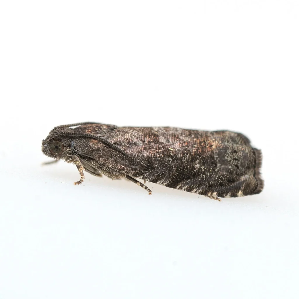 Apfelwicklerfalter (Cydia pomonella)